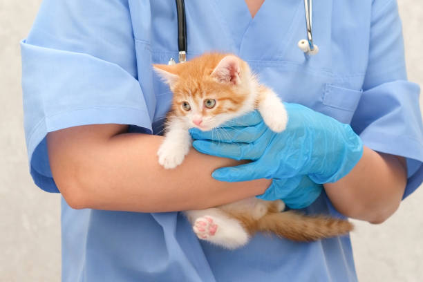 istock Veterinarian examining of a small kitten 2190223282