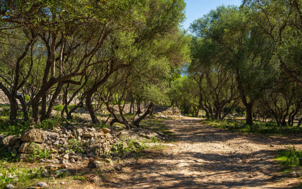 istock Smooth rows of young olive trees with smooth trunks and silvery green crowns. Olive grove is flooded with sunlight. Mallorca, Majorca, Balearic Islands. Spain 2190223867