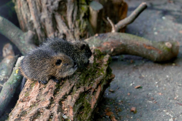 istock small baby nutria rodent animal theme in a zoo 2190224095