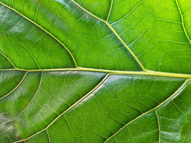 istock Fresh fiddle fig leaf texture. Green leaves background. Background for backdrop, design and template 2190224828