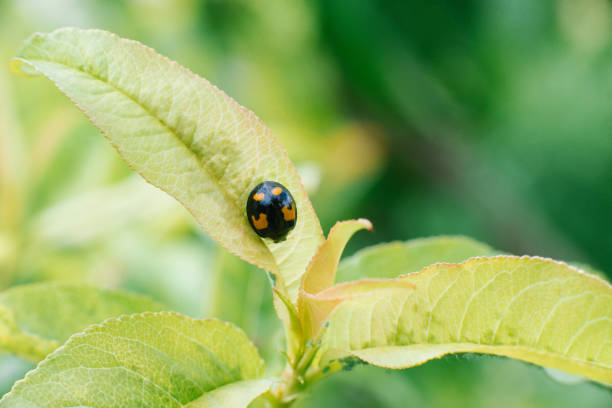 Close-up of flowers in the garden with a ladybug.