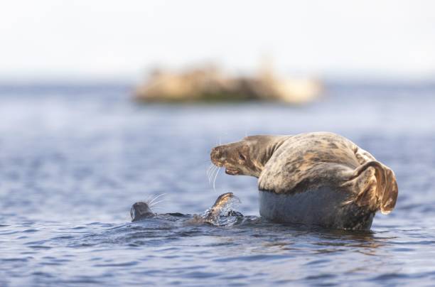 A playful seal swimming in the ocean with a blurred island in the background under a clear sky.