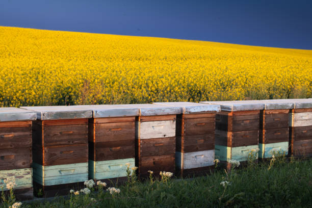 istock Wooden apiary crates in sunset 2190229545