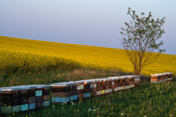Beehives over blossoming rape field