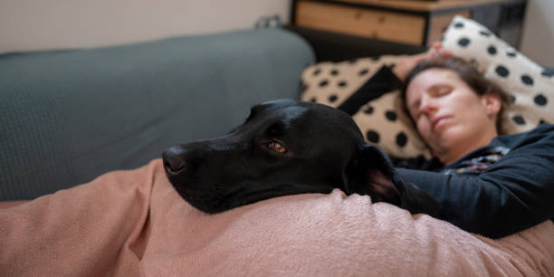 istock Cozy nap with a furry friend 2190231874