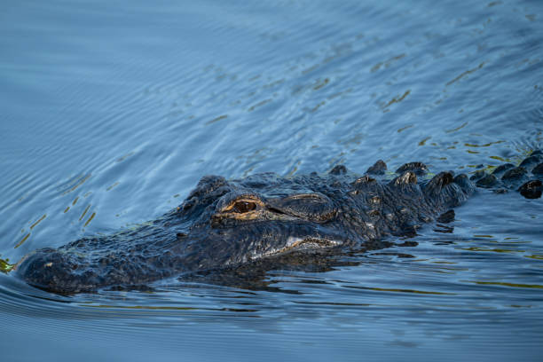 istock Alligator swimming in water 2190231891