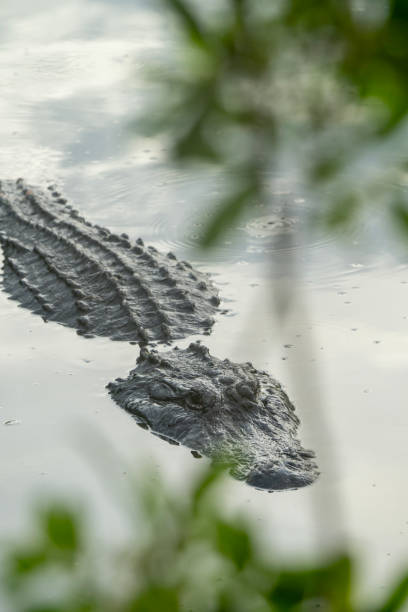 istock American Alligator in swamp 2190231935