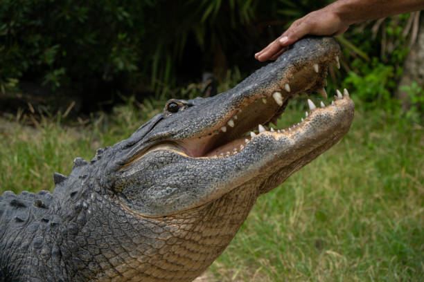 istock Hand on the face of Alligator 2190231956