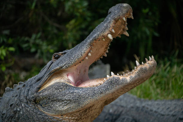 An Alligator resting by the water's edge at a NWR in Texas