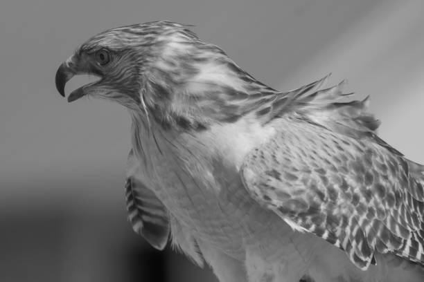 black and white infrared photo of red shouldered hawk