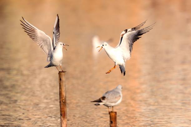 istock Three seagulls perched on wooden poles 2190232552