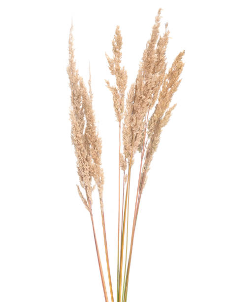 istock Fluffy spikes of grass isolated on white 2190235148