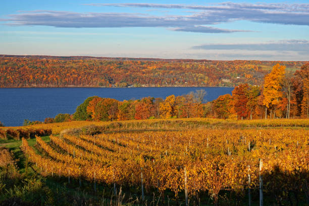 istock Autumn View of a Vineyard along Seneca Lake 2190236436