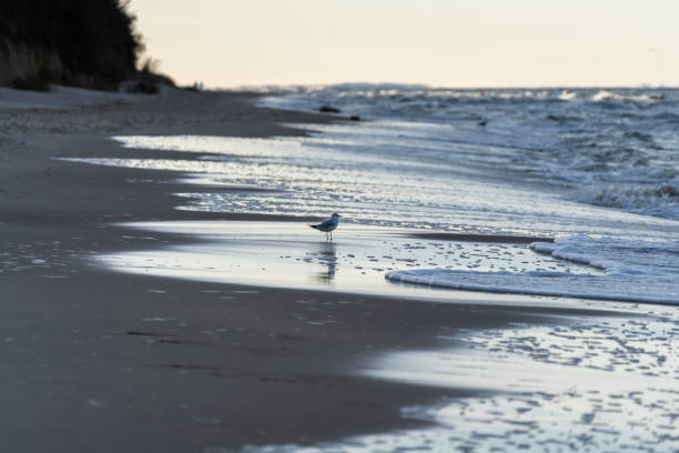 Sea gulls are flying over the low tide waters of Étretat beach.much.\nShot with Canon R5.