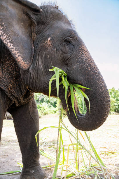 istock Eating Asian Elephant in Thailand 2190240064