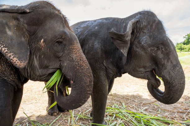 Asian Elephants in Thailand
