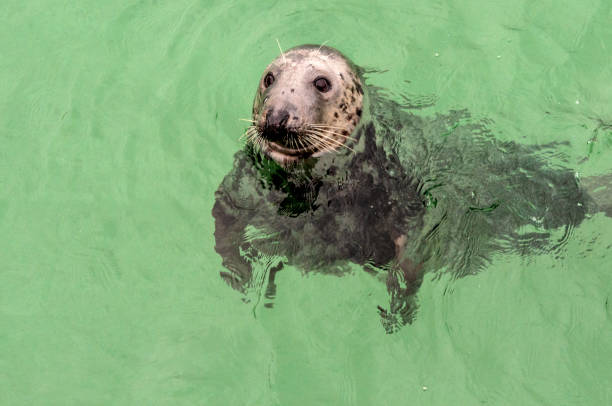 istock Playful seal in St Ives harbour in Cornwall 2190242145