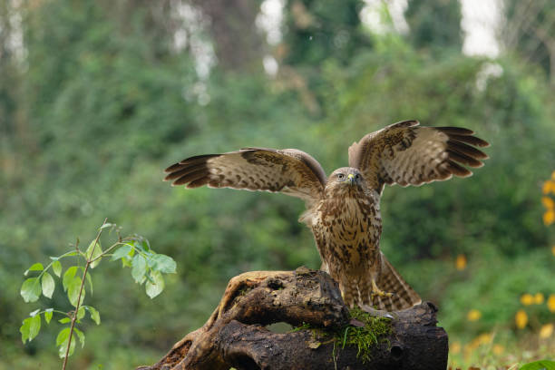 Eurasian buzzard in the woods