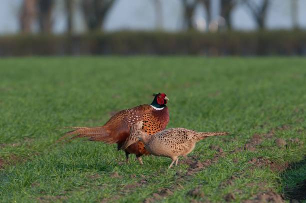istock Pair of pheasants in the countryside 2190242304