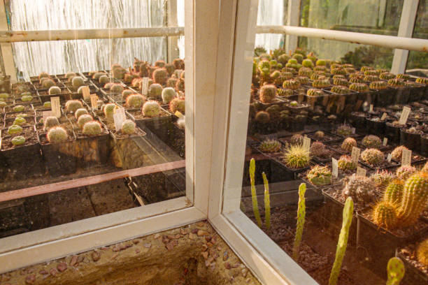 collection of South American cacti with label name and species, collecting exotic plants, pots with South American cacti, arranged by type, name and origin