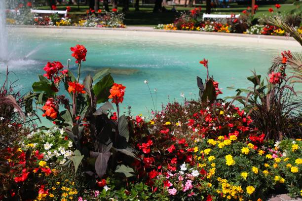 City flowerbed in Spittal and der Drau in Austria. Mixed species flower patch with marigold, begonia and canna lily.
