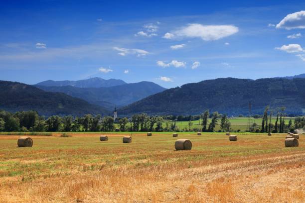 Haymaking in the Zb village in Podhale. Haystacks lit by the morning light. In the distance you can see the Tatras mountain range.
