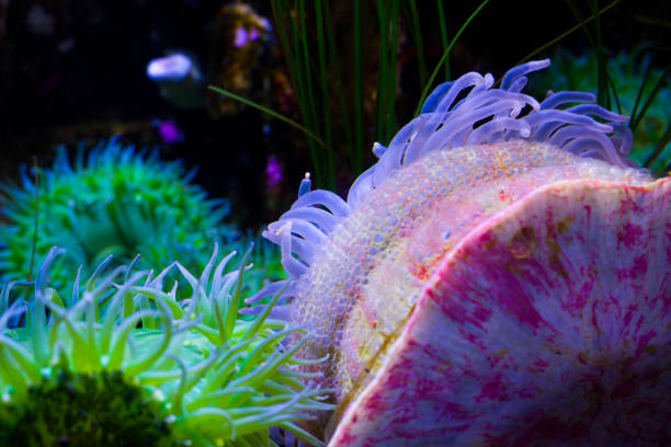 Colorful Underwater Sea Anemone - Intricate marine life detail.