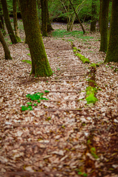 A narrow wooden stairpath winds through a lush green forest, its steps partially covered in dry leaves. Tranquil setting ideal for nature exploration or enjoying an enchanting woodland stroll.