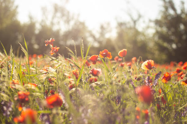 istock Vibrant Poppy Field in Full Bloom 2190247555
