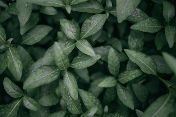 istock Nature green and yellow backgroup tree with bokeh leaves with sunlight 2190247731