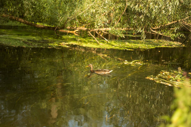 A serene lakeside view featuring calm waters and a natural, green shoreline filled with vibrant vegetation
