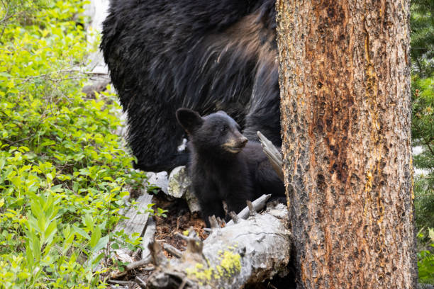 Grizzly bear climbing a tree in Waterton National Park in Alberta