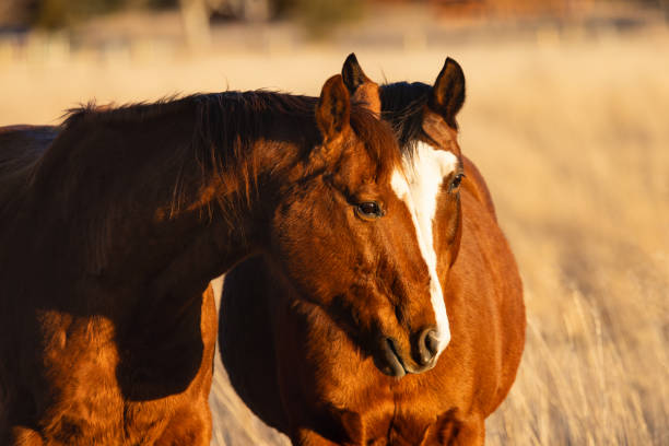 Montana horses in pasture in late afternoon sun