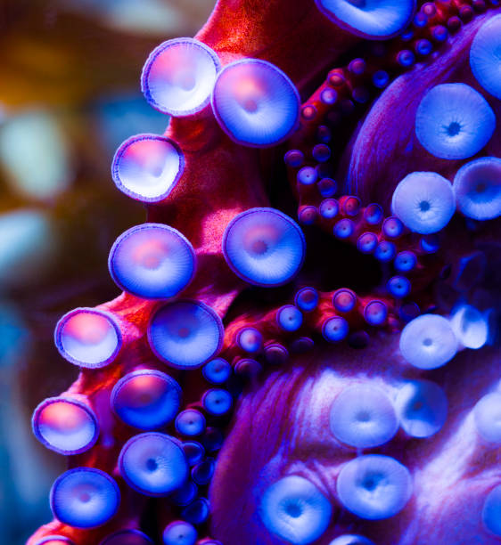 Octopus Tentacles with Suction Cups Detail Through Glass - Colorful vibrant colorful sea life details.