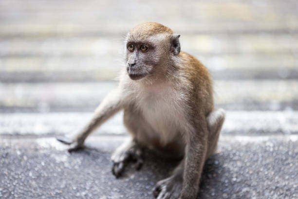 Macaque survive in the forest of northern Sumatra