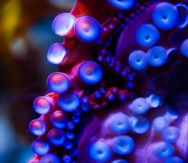 Octopus Tentacles with Suction Cups Detail Through Glass - Colorful vibrant colorful sea life details.