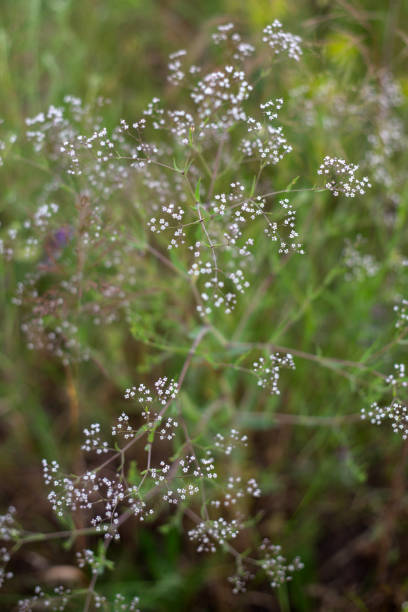 istock a field of wild flowers with a blurry background. 2190251917