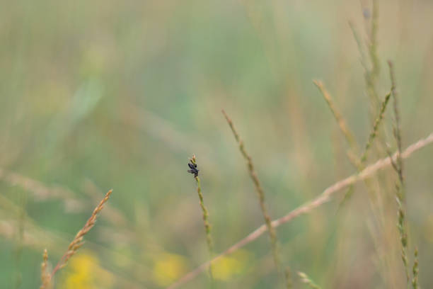 field of wild flowers with a blurry background.