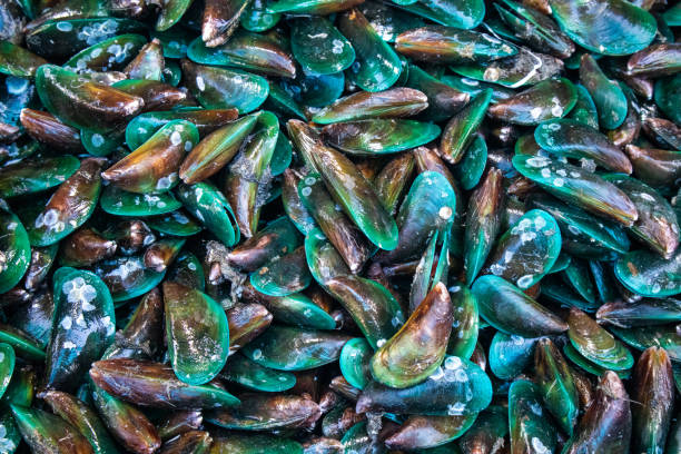 Fresh mussels from the seafood market