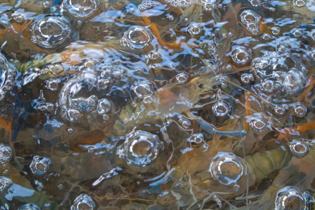 River prawns are raised in ponds that release oxygen for living.