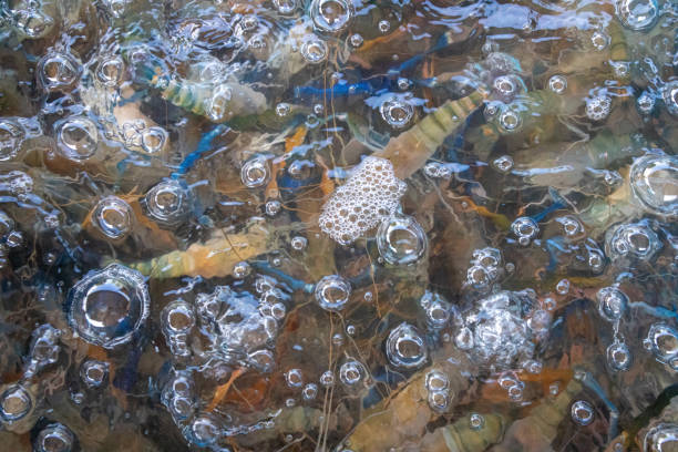 River prawns are raised in ponds that release oxygen for living.