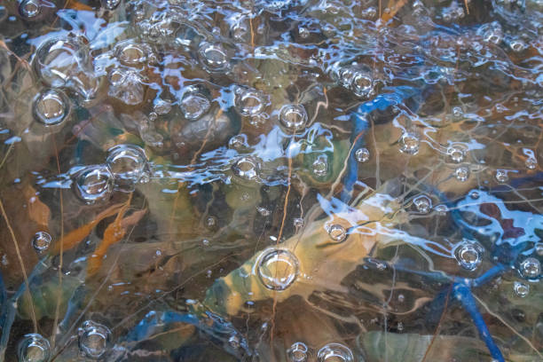 Toad making bubbles in the seaweed