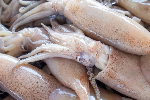 Fresh squid on ice trays at the fresh seafood market