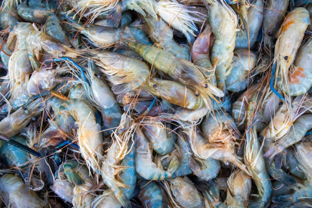 Fresh river prawns on ice trays at the seafood market