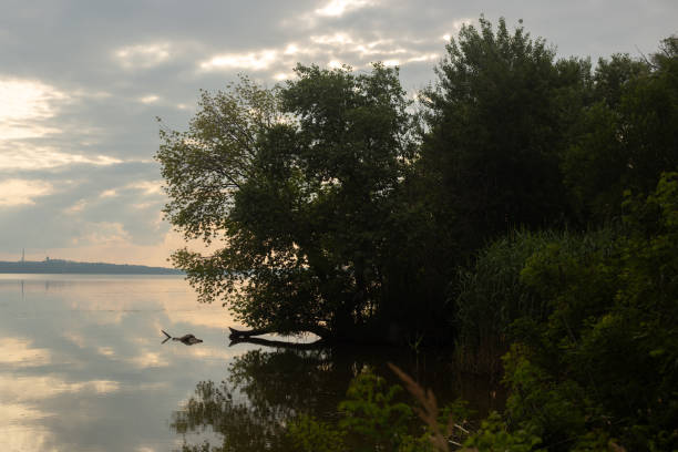 tree is on the bank of a lake