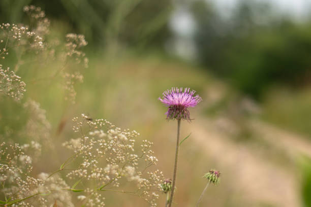 field with tall grass and a sky with trees in the background
