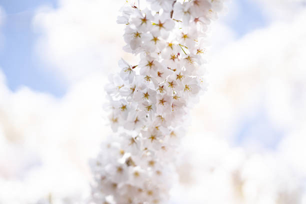 Spring background. White cherry blossoms against a blue sky. Easter background. White blossom tree.