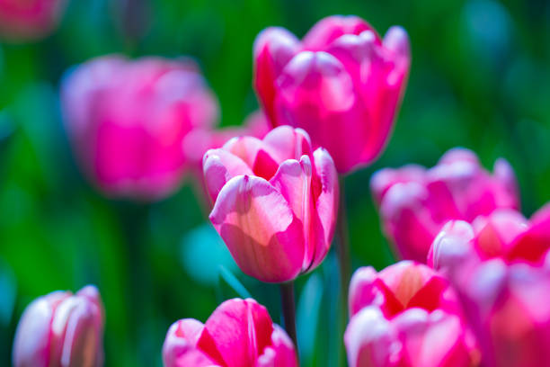 Blossom spring flowers tulips. Spring background for Easter or Valentines Day. Beautiful bouquet of tulips in spring with blurred background. Spring design