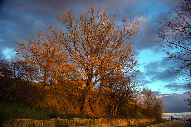 beautiful landscape with lonely tree under a dark cloudy sky in the evening