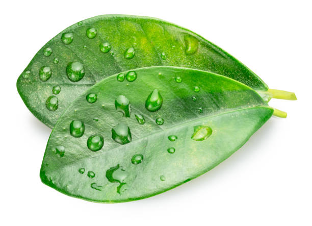 istock Two fresh green citrus leaves isolated  covered with water drops on white background. File contains clipping path. 2190261462